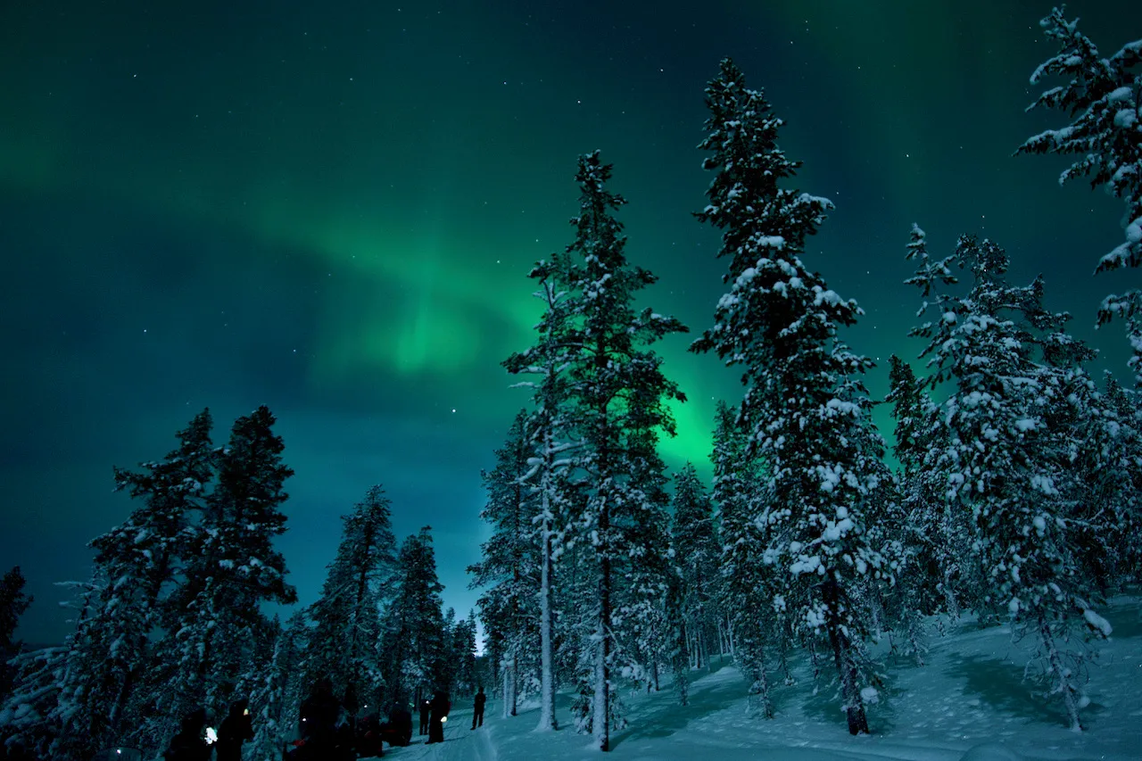 a wide angle shot of people standing on a path in a forrest in the snow, gazing at the northern lights dancing in the sky