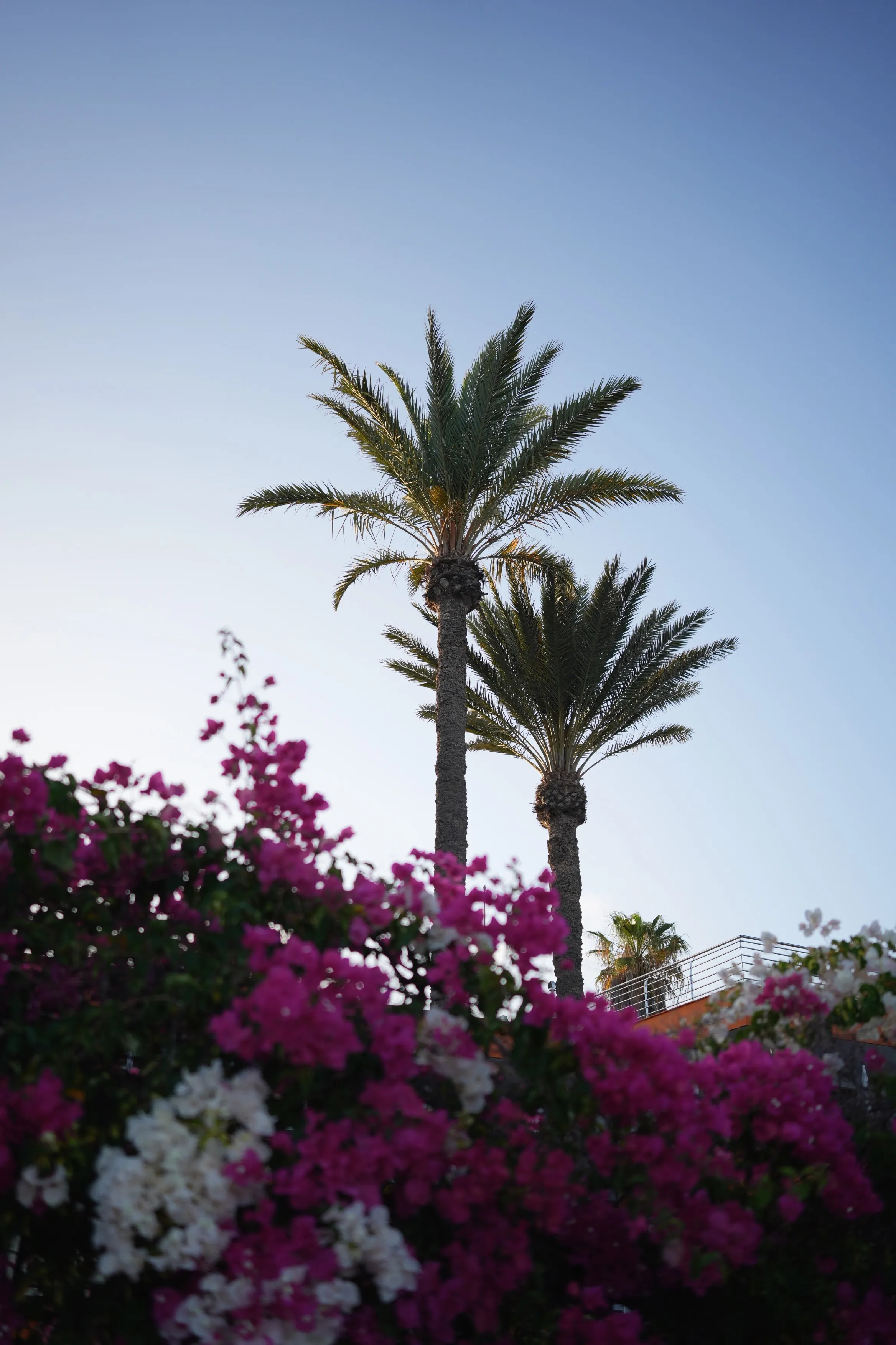 Two palm trees behind a flower hedge against a blue evening sky